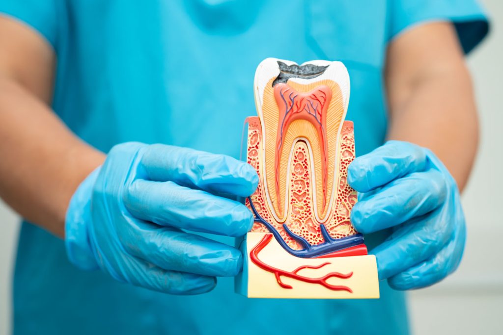 asian dentist holding dental implant artificial t 2026 03 24 00 26 51 utc